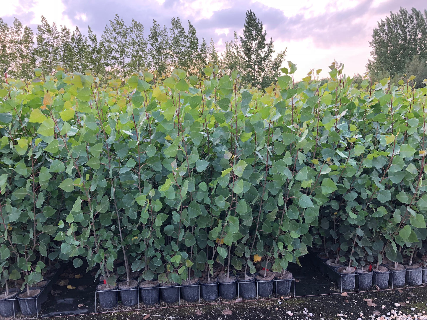 Prairie Sky Poplar