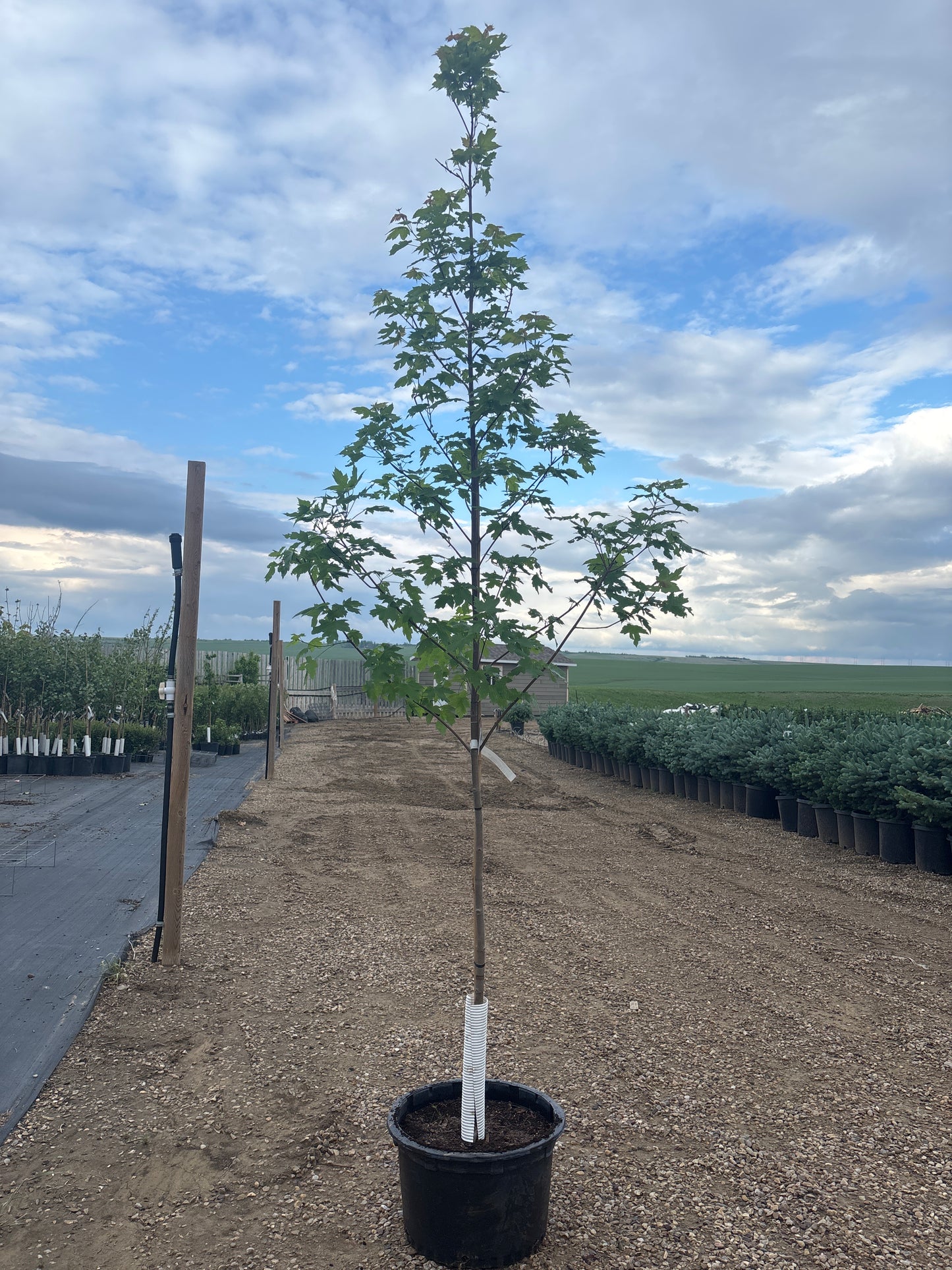 Autumn Blaze Maple