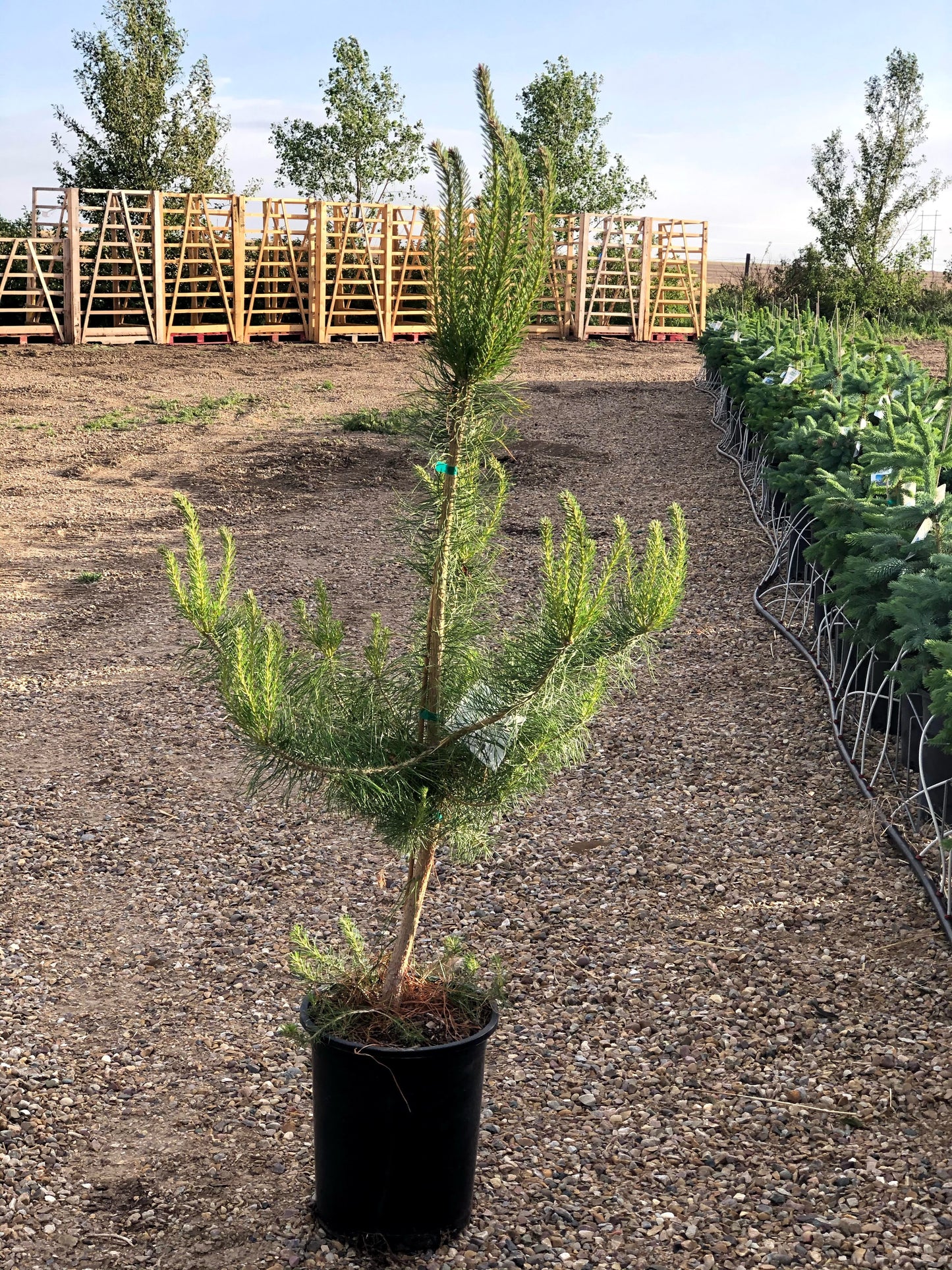 Scots Pine