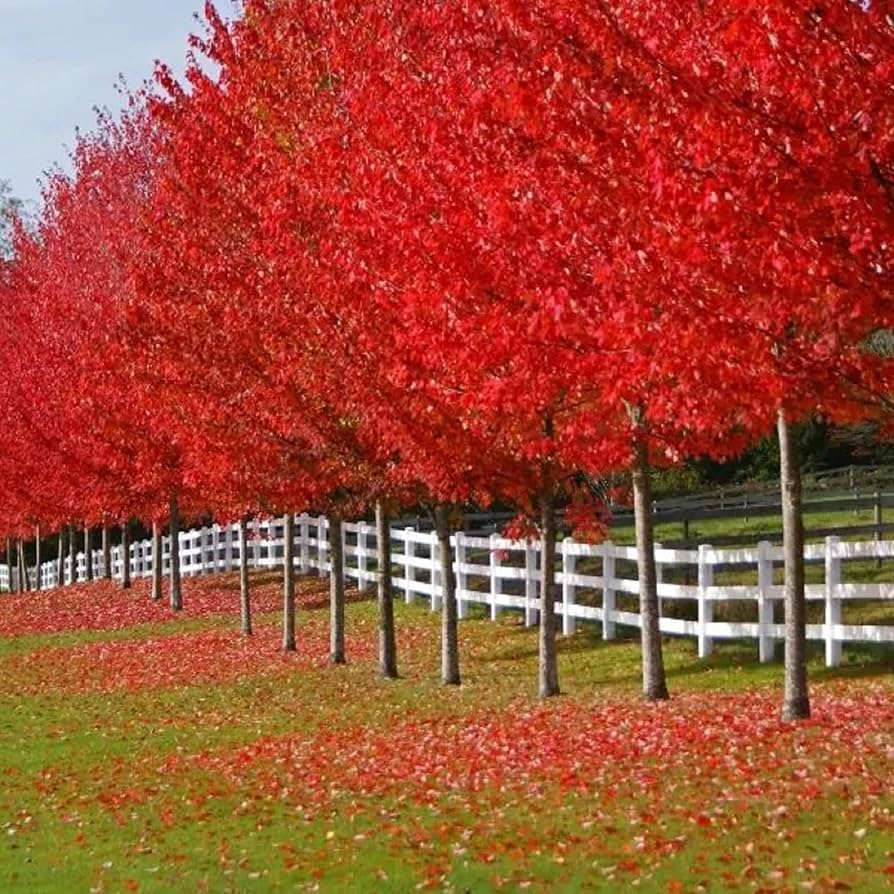 Autumn Blaze Maple