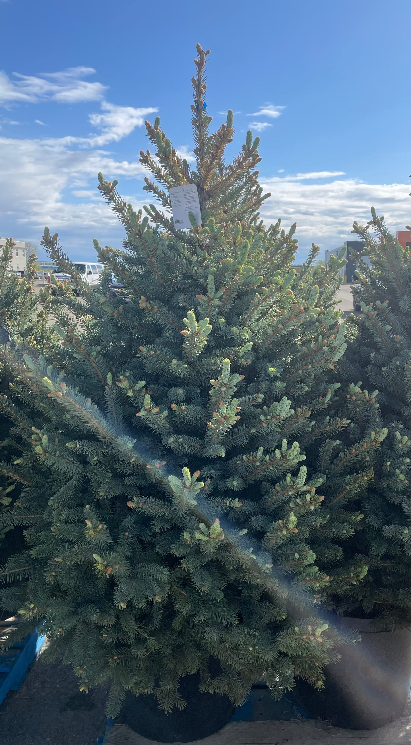 Crystal Blue Spruce