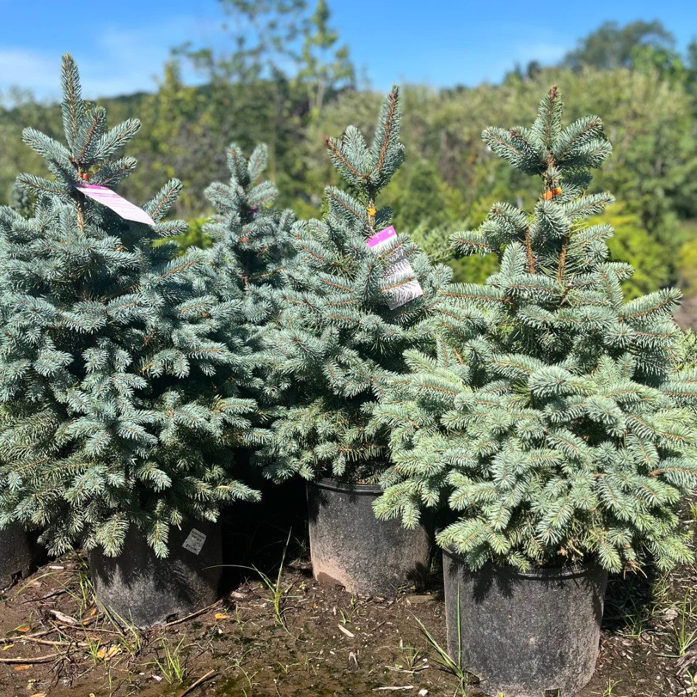 Crystal Blue Spruce