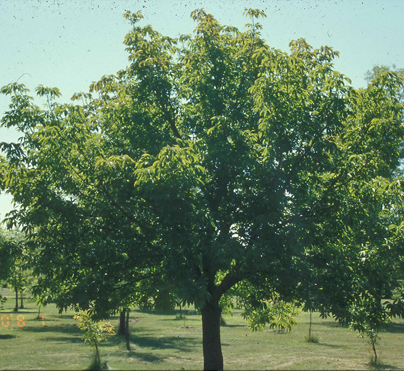 Prairie Torch Hybrid Buckeye
