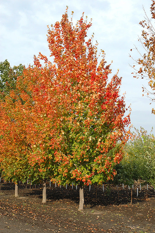 Inferno Sugar Maple