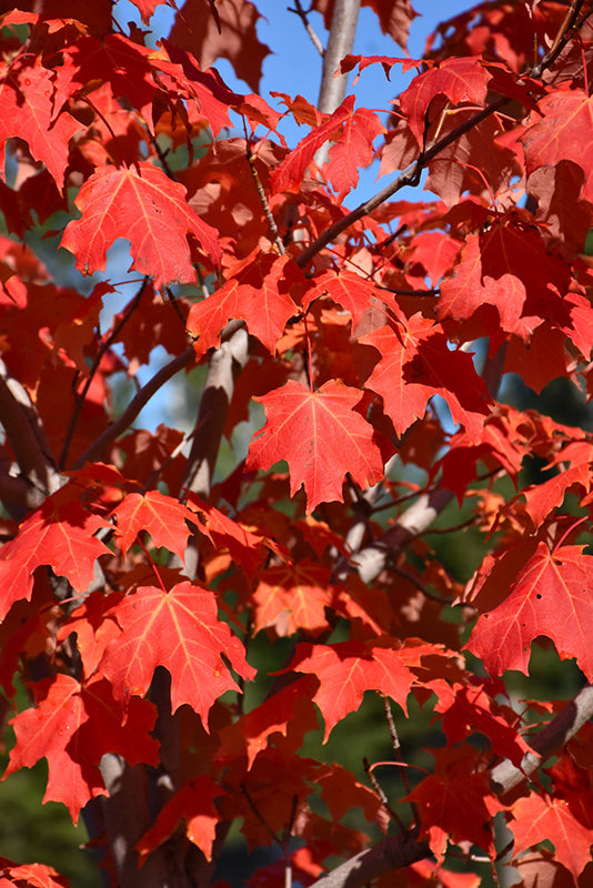 Inferno Sugar Maple