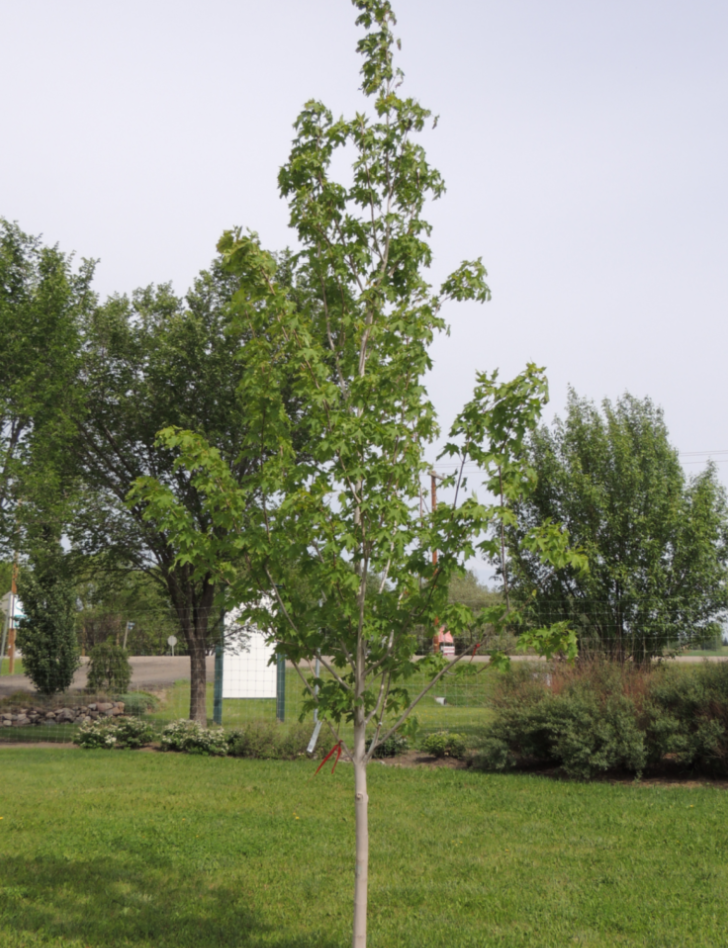 Inferno Sugar Maple