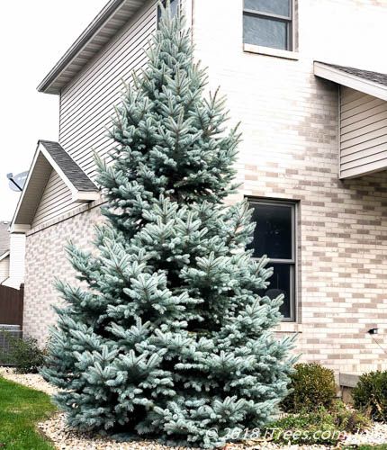 Crystal Blue Spruce