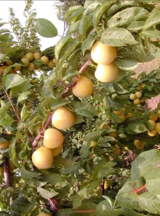 Brookgold Plum Tree
