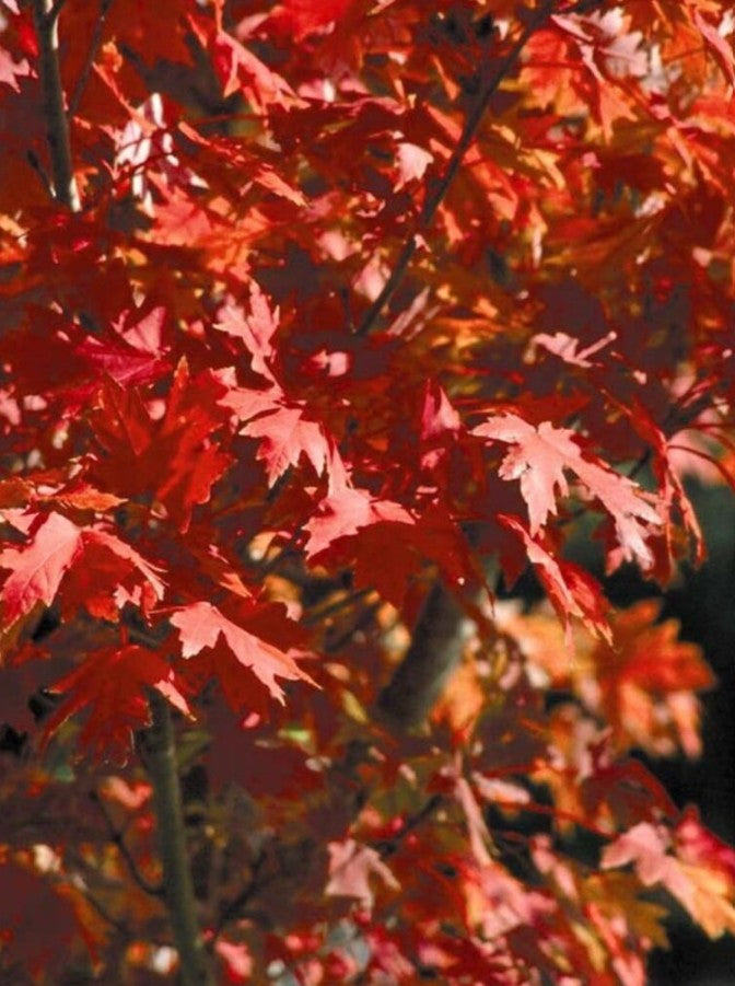 Autumn Blaze Maple