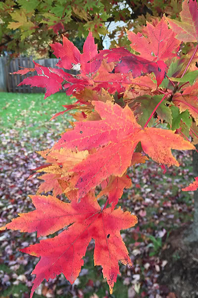 Autumn Blaze Maple