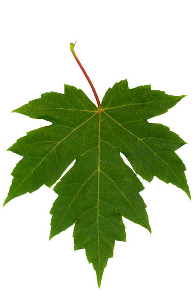 Autumn Blaze Maple