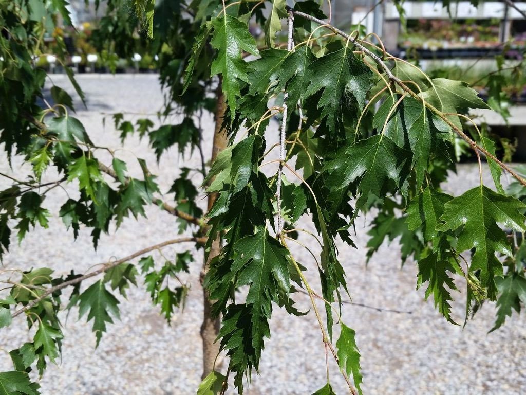 Cutleaf Weeping Birch Tree