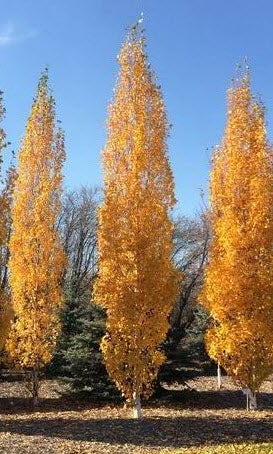 Parkland Pillar Birch