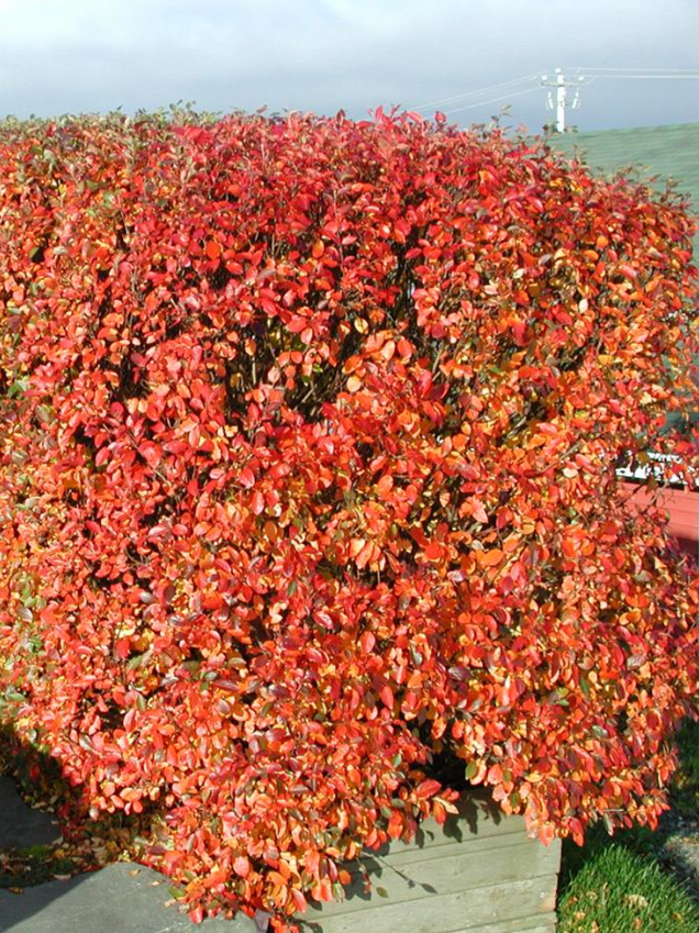Peking Cotoneaster Shrub