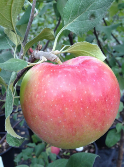 Prairie Magic Apple