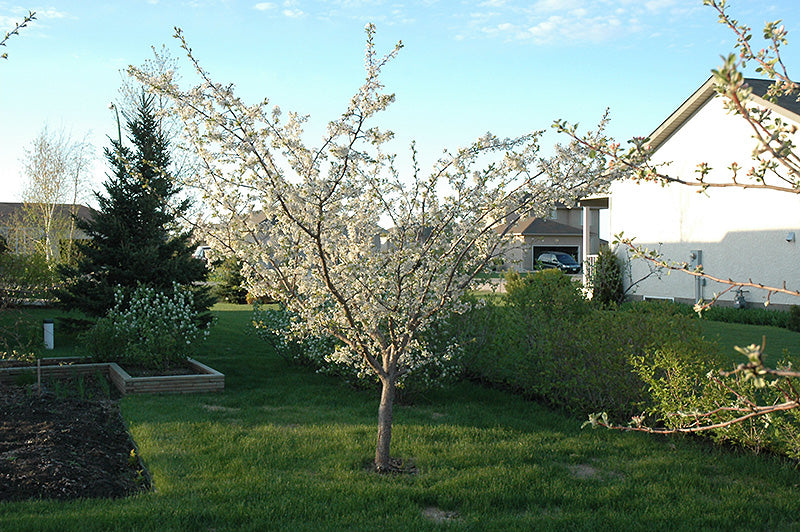 Flowering Plum Tree