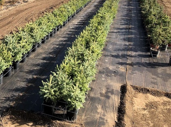 Colorado Blue Spruce