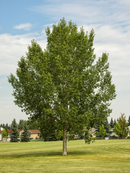 Hybrid Poplar Tree