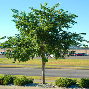 Brookgold Plum Tree