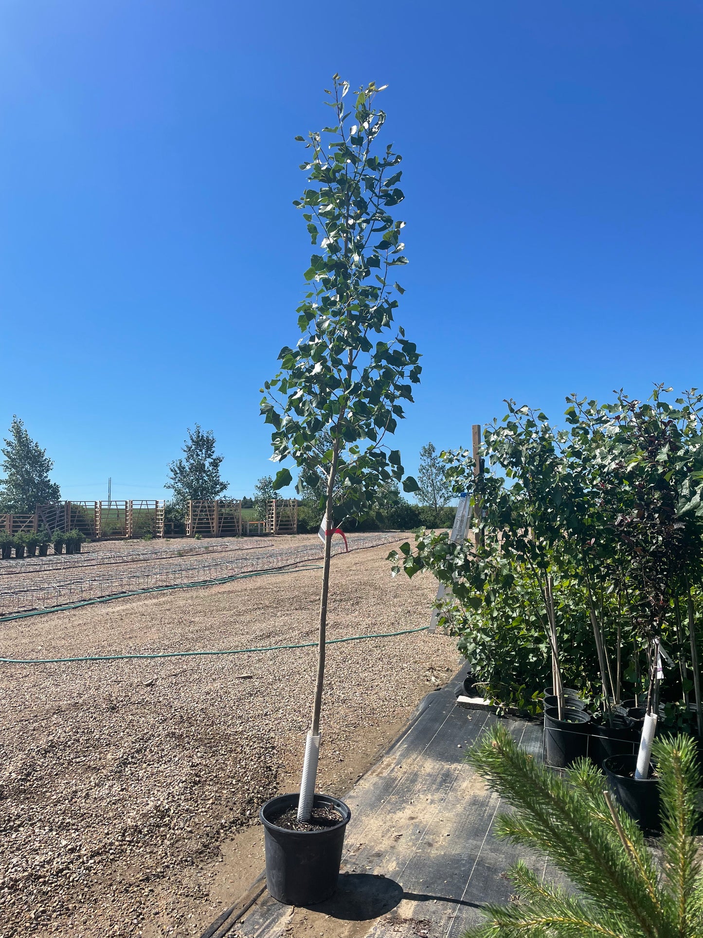 Buy Poplar Trees