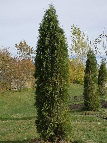 Cedar Trees For Sale