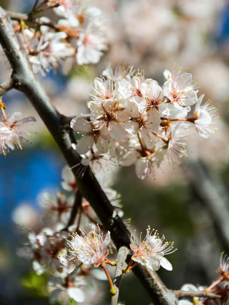 Brookgold Plum Tree