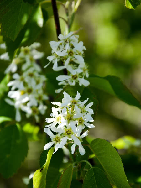 Northline Saskatoon Trees