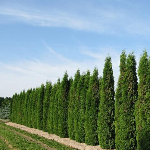 Cedar Trees For Sale
