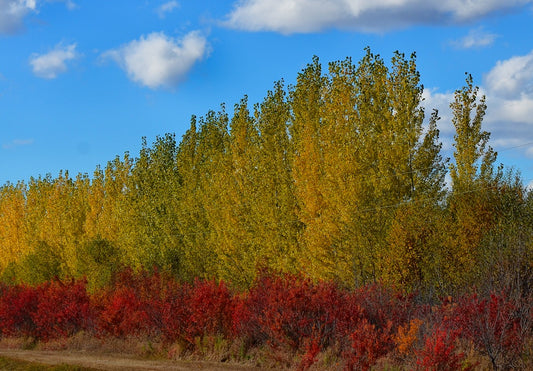 Greening Saskatchewan: Trees for Sale to Transform Your Landscape