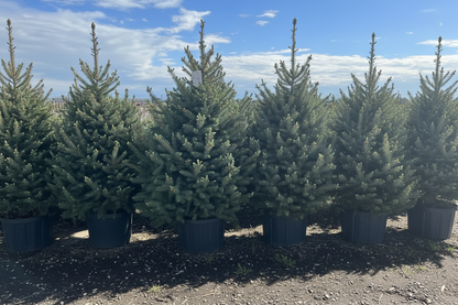 Crystal Blue Spruce