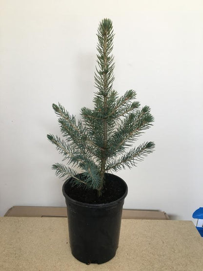 Colorado Spruce