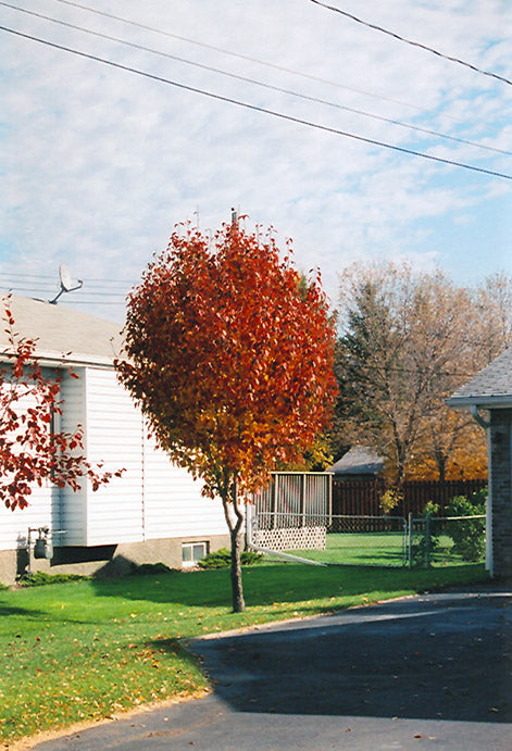 Mountain Frost Ornamental Pear