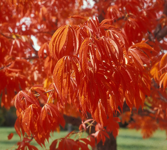 Prairie Torch Hybrid Buckeye