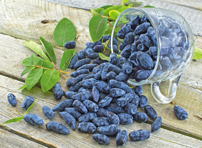 Combination Haskap (Honeyberry)