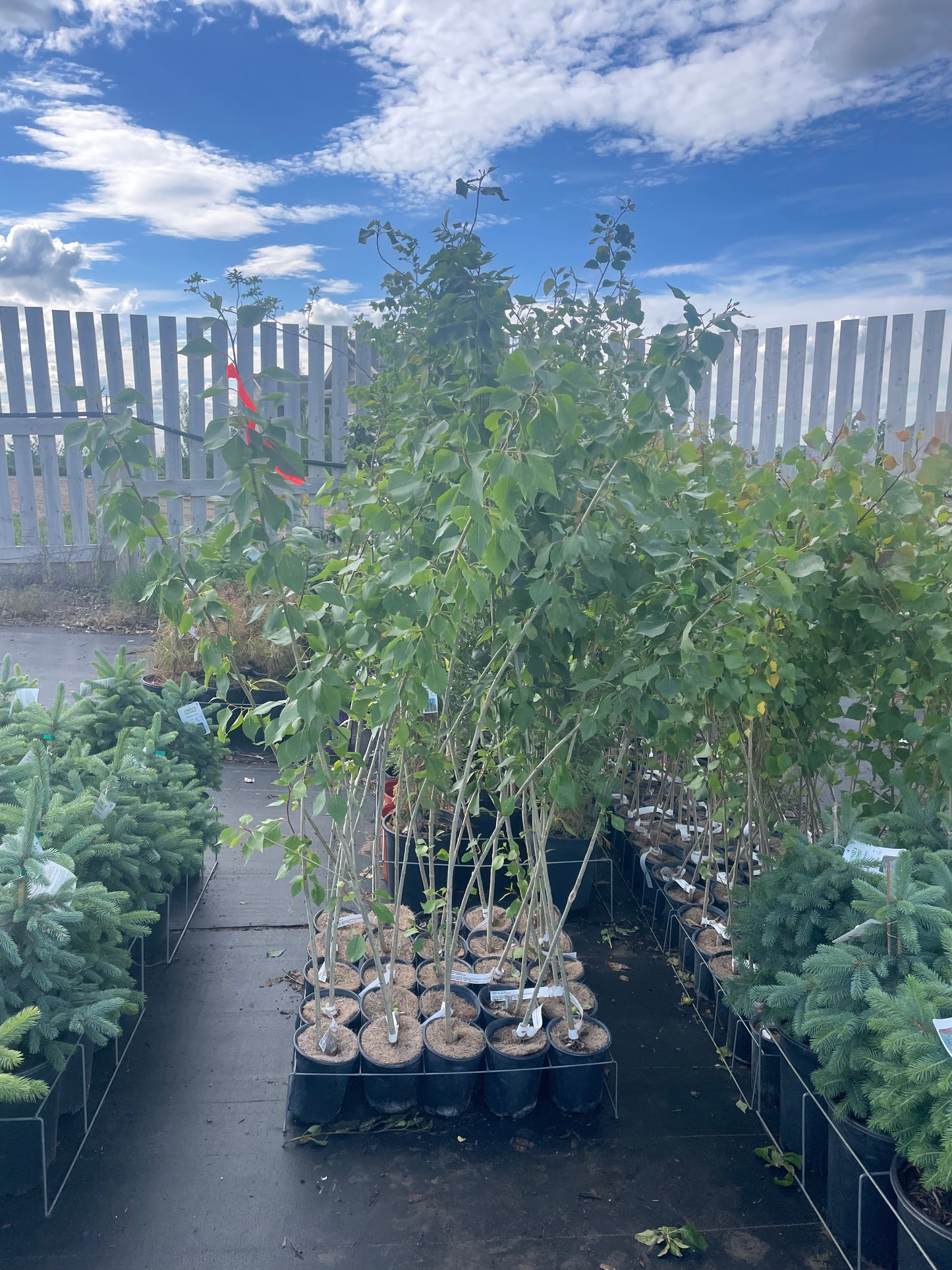 Prairie Sky Poplar