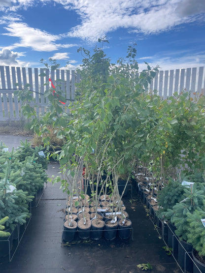 Prairie Sky Poplar