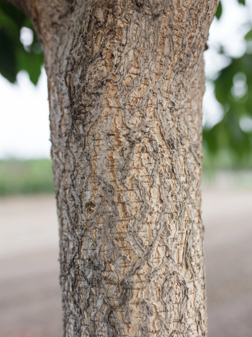 Ohio Buckeye