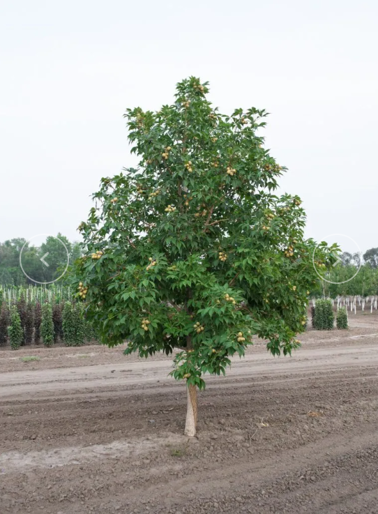 Ohio Buckeye