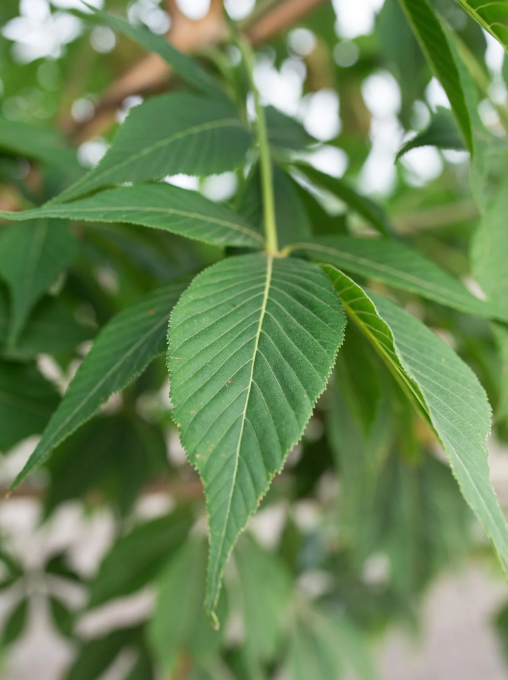 Ohio Buckeye