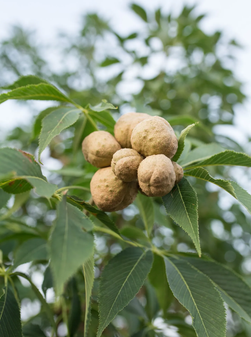 Ohio Buckeye