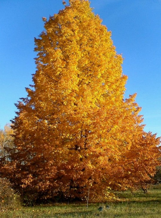 Dropmore Hybrid Linden