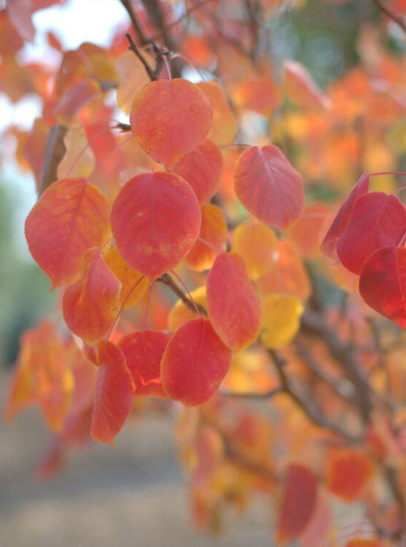Mountain Frost Ornamental Pear