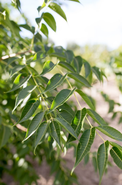Stallion Amur Cork Tree