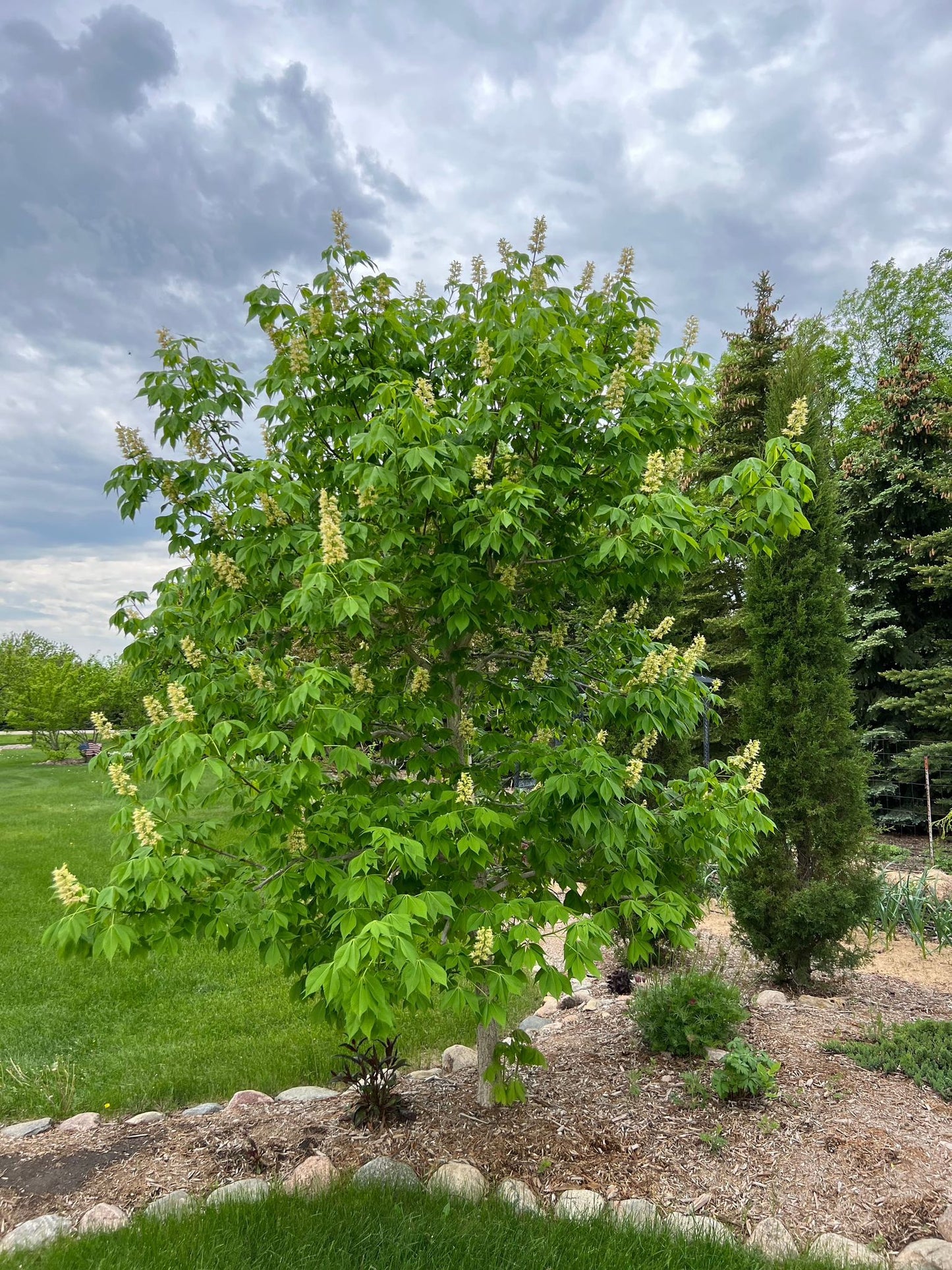 Prairie Torch Hybrid Buckeye