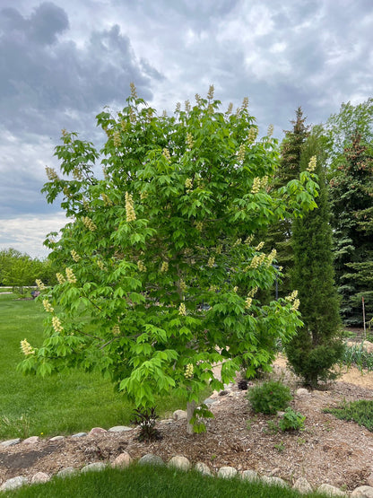 Prairie Torch Hybrid Buckeye