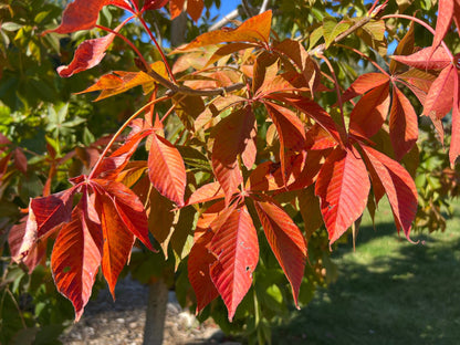Prairie Torch Hybrid Buckeye