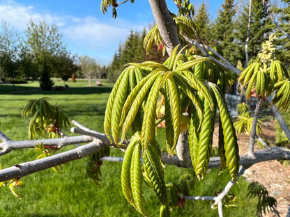 Prairie Torch Hybrid Buckeye