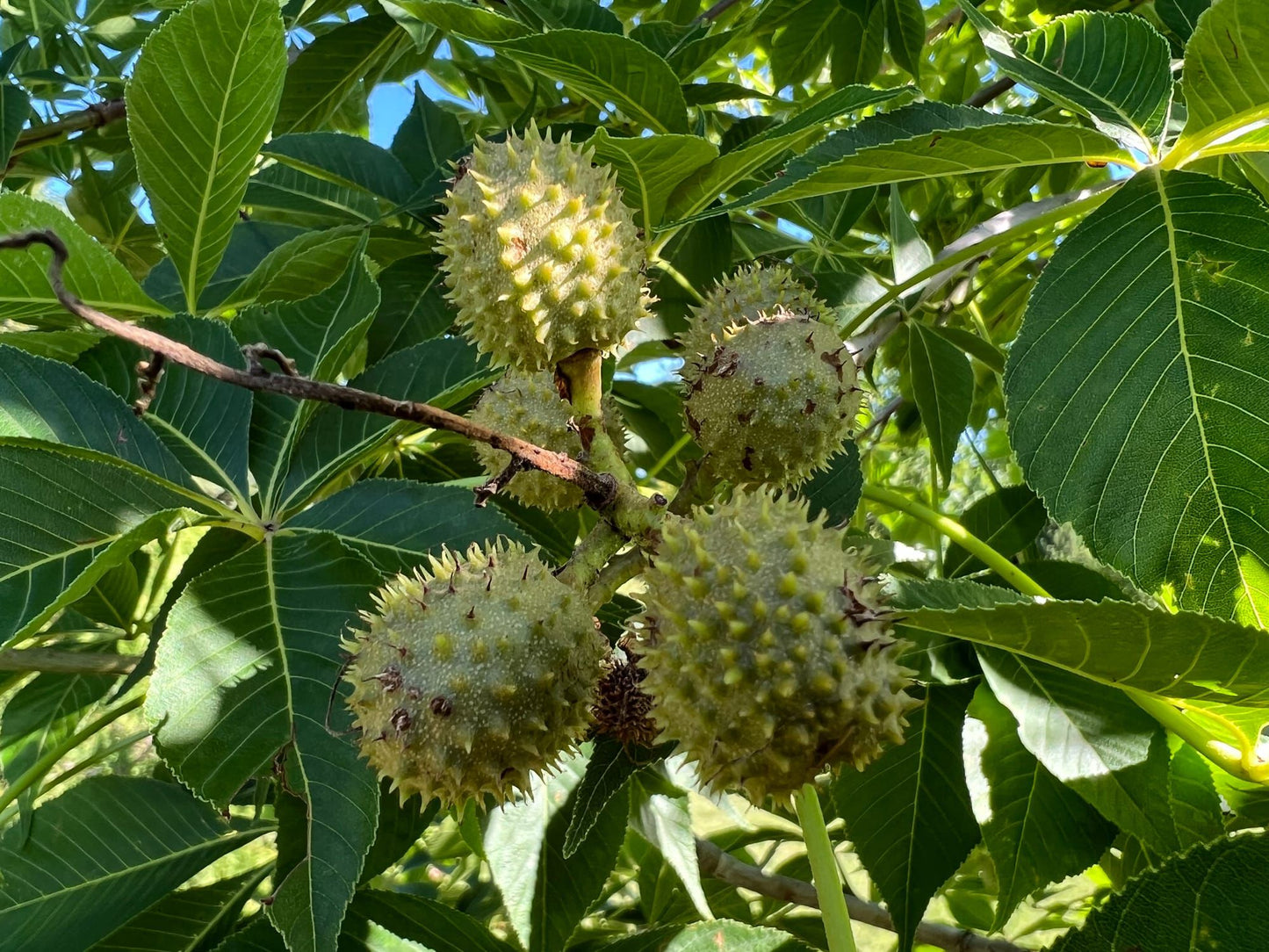Prairie Torch Hybrid Buckeye