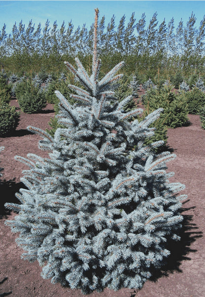 Crystal Blue Spruce