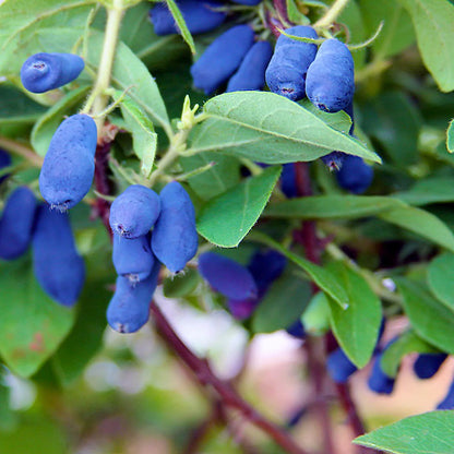 Combination Haskap (Honeyberry)